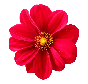 Flor V